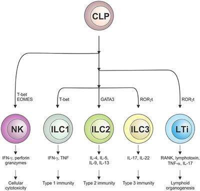 The Influence of Innate Lymphoid Cells and Unconventional T Cells in Chronic Inflammatory Lung Disease